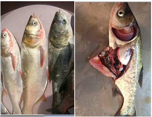 魚類細菌性敗血癥 魚類細菌性敗血癥